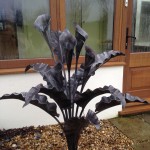 Arum Lily Sculpture 1.jpg