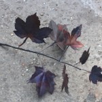 sycamore leaves.jpg